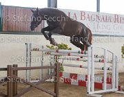 Appio Claudio TosTour2013- S5 2995 : Appio Claudio, Arezzo, Arezzo Equestrian Centre, Cavalli d'Italia, Toscana Tour 2013, foto di Stefano Secchi ©